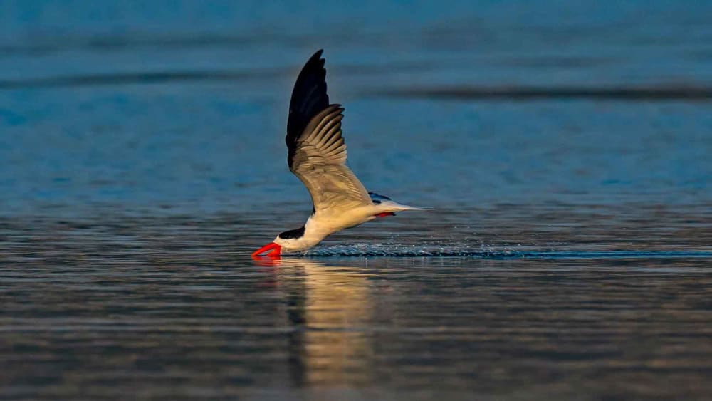 Indian Skimmer: Fish-Loving River Hunter