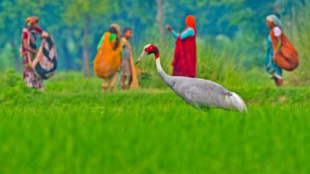 Sharing Spaces: The Indian Farmer and the Sarus Crane
