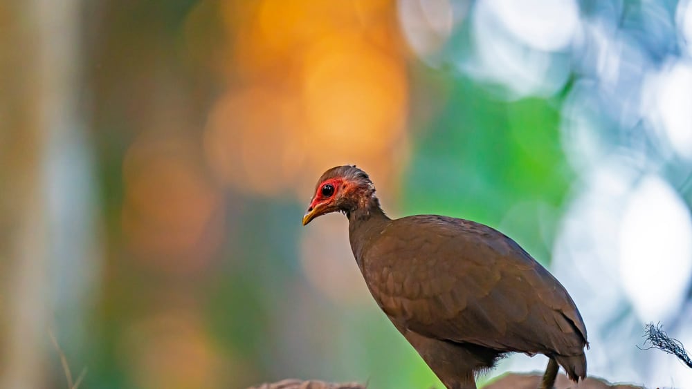 Trouble in Paradise: The Changing World of the Nicobar Megapode