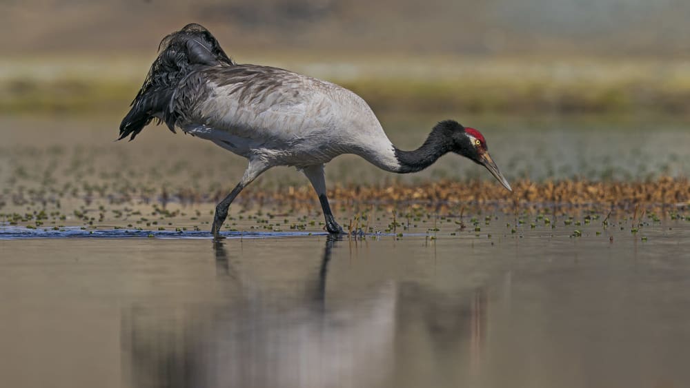 Word Search Puzzle: Cranes of India