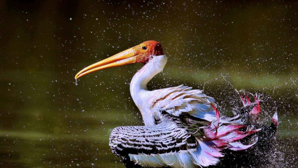 Ankasamudra Bird Conservation Reserve: A Sweet Symphony of Waterbirds