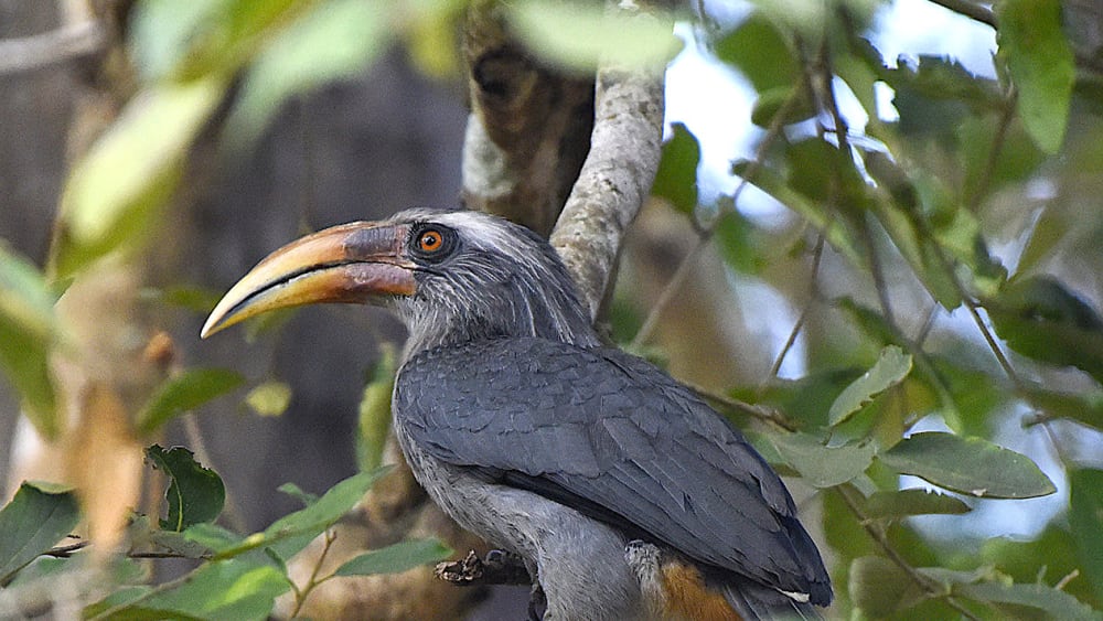 Malabar Grey Hornbill’s Population on the Decline in Western Ghats