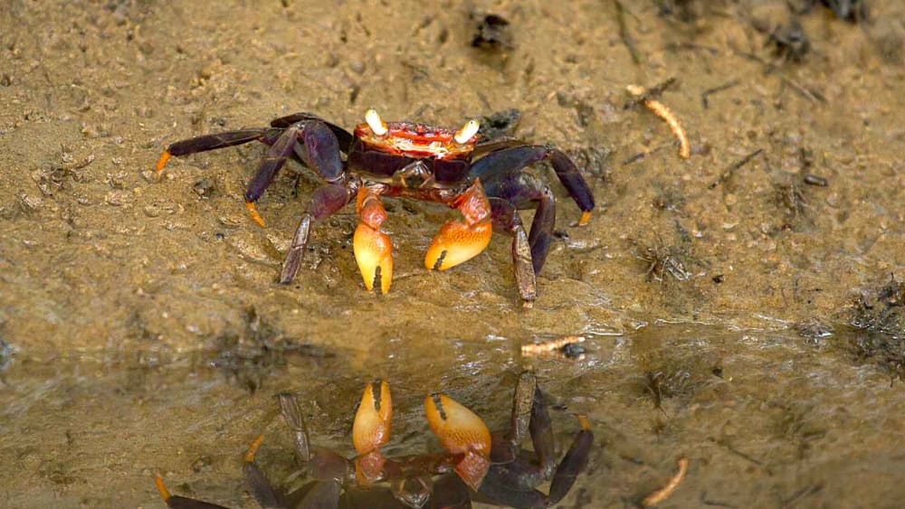 Pincers and Claws: Crabs of the Konkan Coast