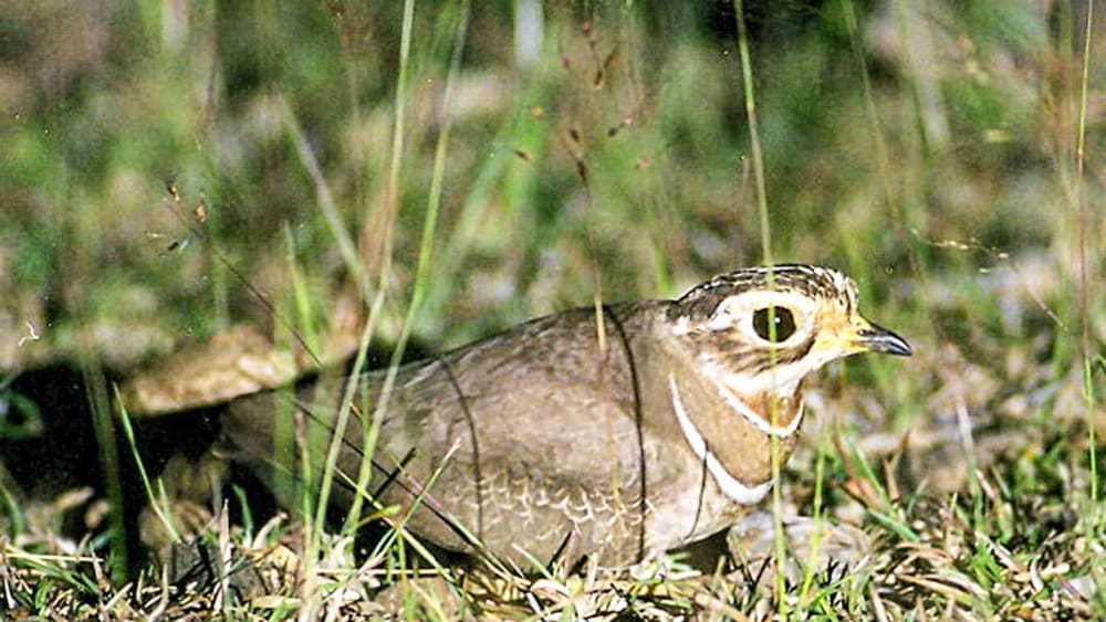 Is the Jerdon’s Courser Extinct?