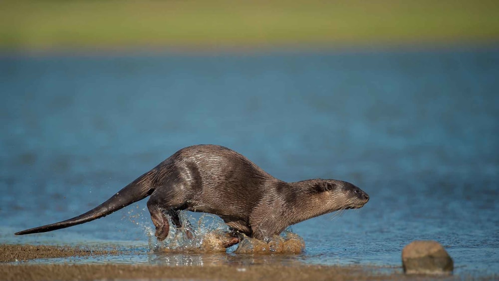 Let the River Run: Smooth-coated Otters on the Cauvery