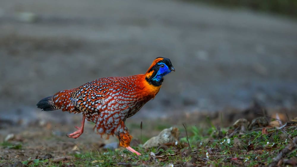 Tragopans: The Horned Pheasants of India