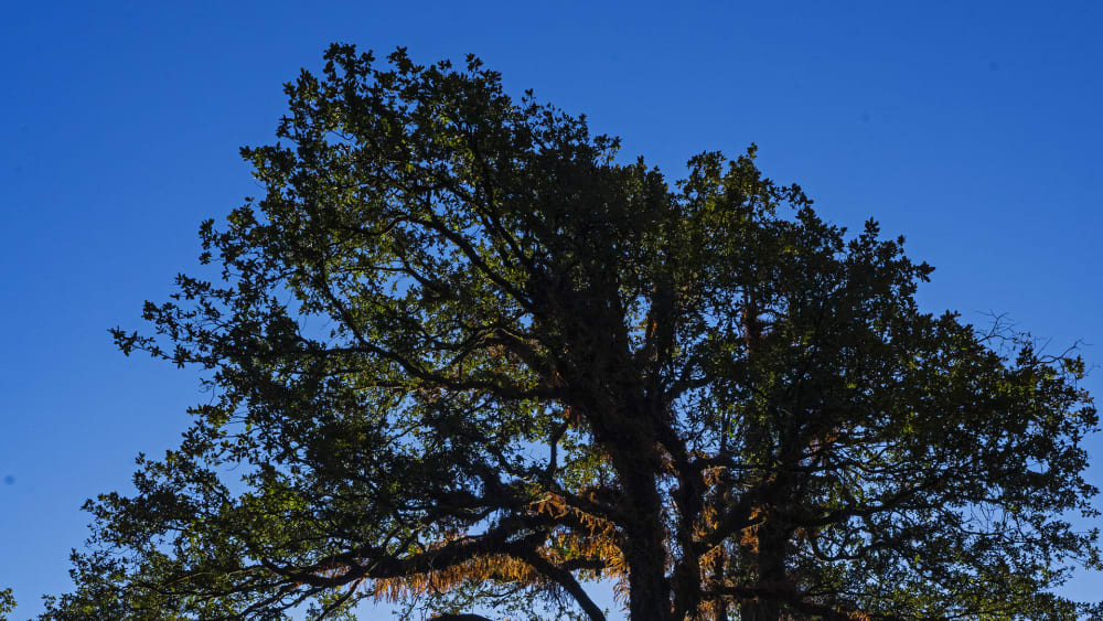 The Giving Tree: A Mighty Oak Ecosystem