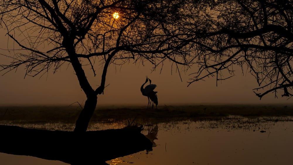 A Lifetime of Love: The Romance of the Sarus Cranes