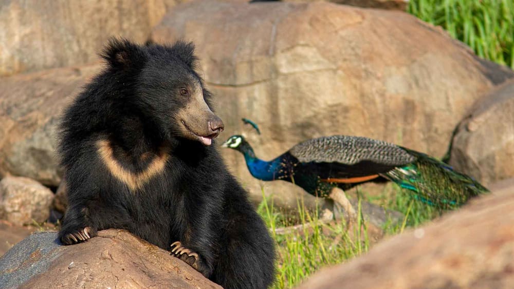 The Blessed Bears of Daroji Sloth Bear Sanctuary