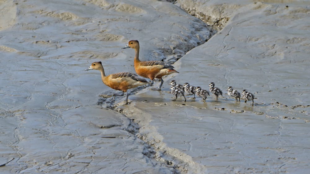 Quiz: Guess the Names of these Animal Babies
