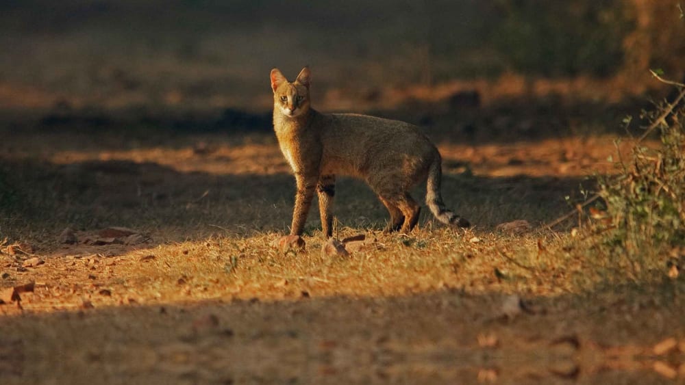 Jungle Cat: From a Neighbourhood Ally to a Misunderstood Thief