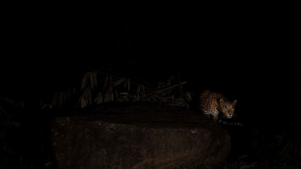 Under Wraps: Mammals of Singalila