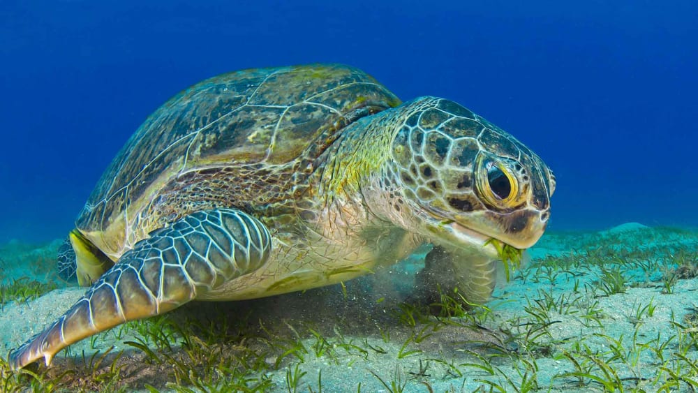 Difference Between Tortoise and Turtle: Identification and Facts