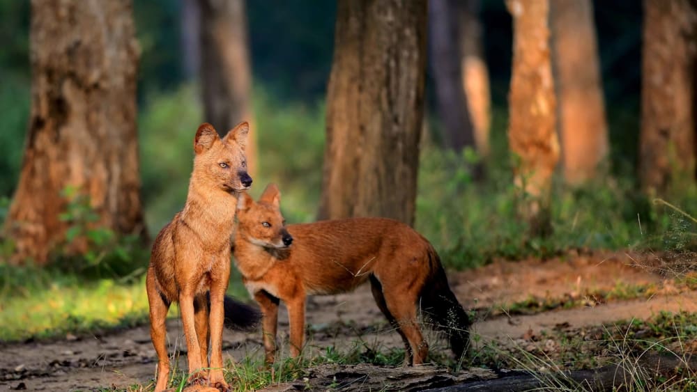 Dynamic Dholes: The Power of the Pack