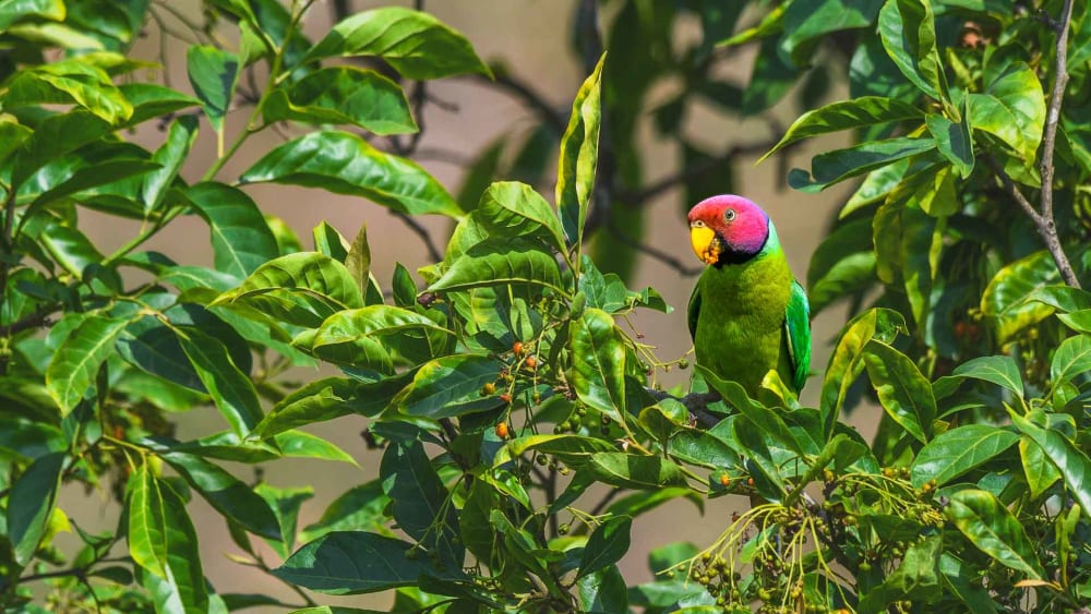 Playful Parakeets: Green Chilli-shaped Missiles of Entertainment