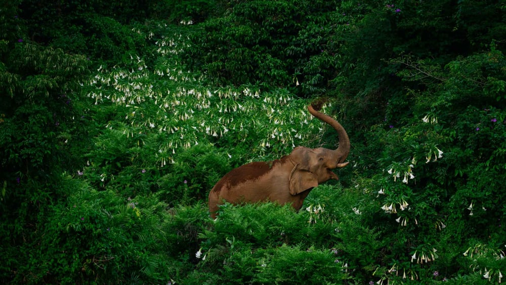 Anaimalai Roadblock: On the Trail of a Tusker