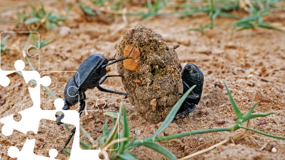 Wildlife Puzzle: Dung Beetle