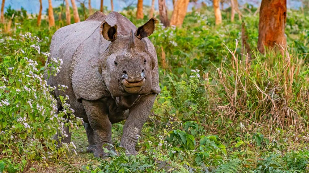 Back From the Brink: The Rhinos of Jaldapara