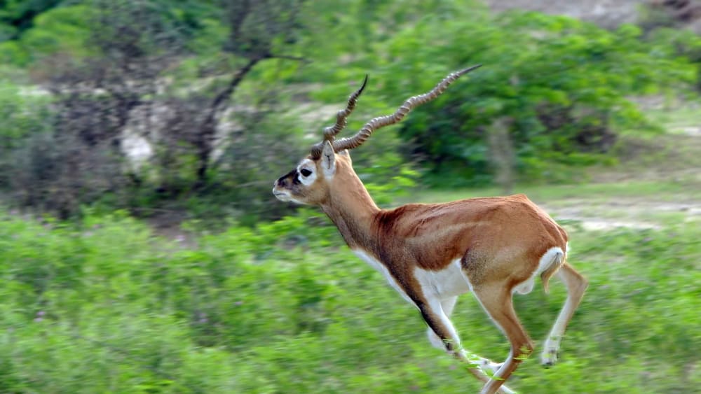 Turbines Taking the Wind Out of Wildlife’s Sails