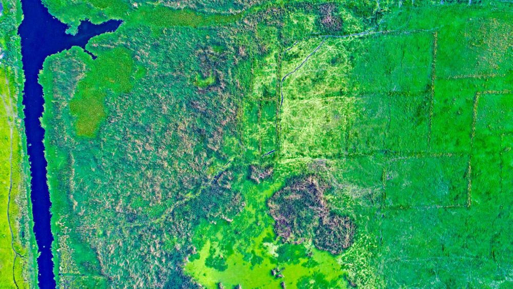 Unsung Guardians: The Vital Wetlands of Kolkata