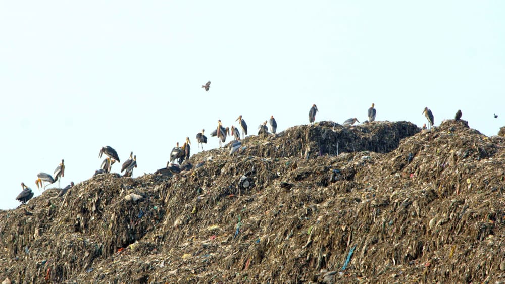 Untreated Legacy Waste is Harming Deepor Beel Wetland