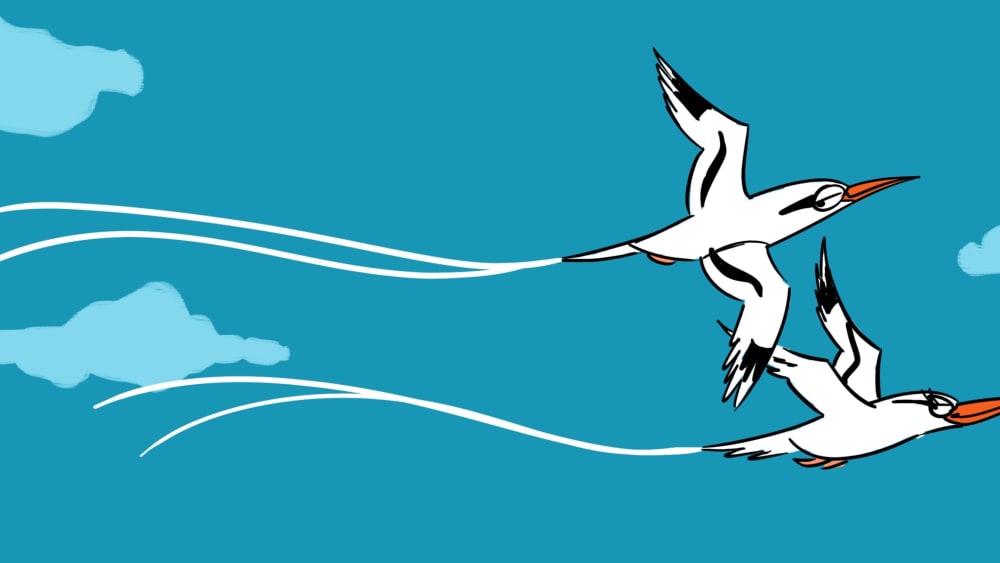 Meet Tropical Birds, the Original Beach Diva