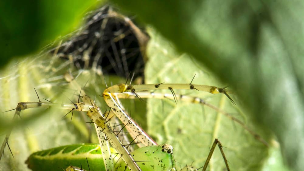 My Space: When Lynx Spiders Find Their Niche