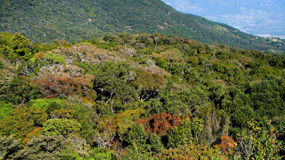 Longwood Shola, the Only Urban Shola Forest in the Nilgiris