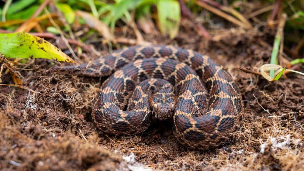 Playing Hide and Seek with the Saw-Scaled Viper in Goa
