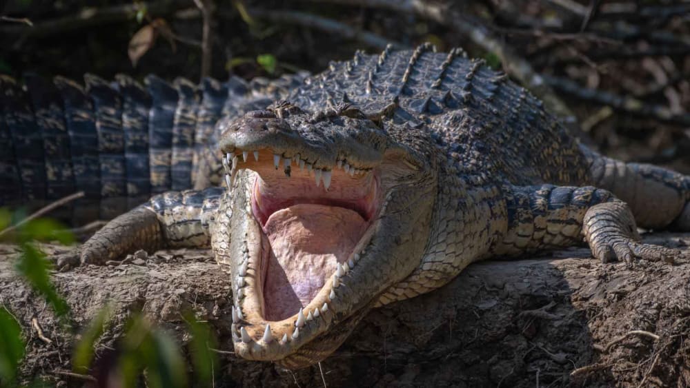 Saltwater Crocodile: A Fine Piece of Natural Engineering