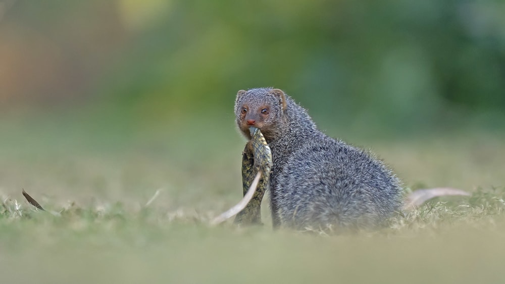 The Indian Grey Mongoose: The Cobra’s Nemesis