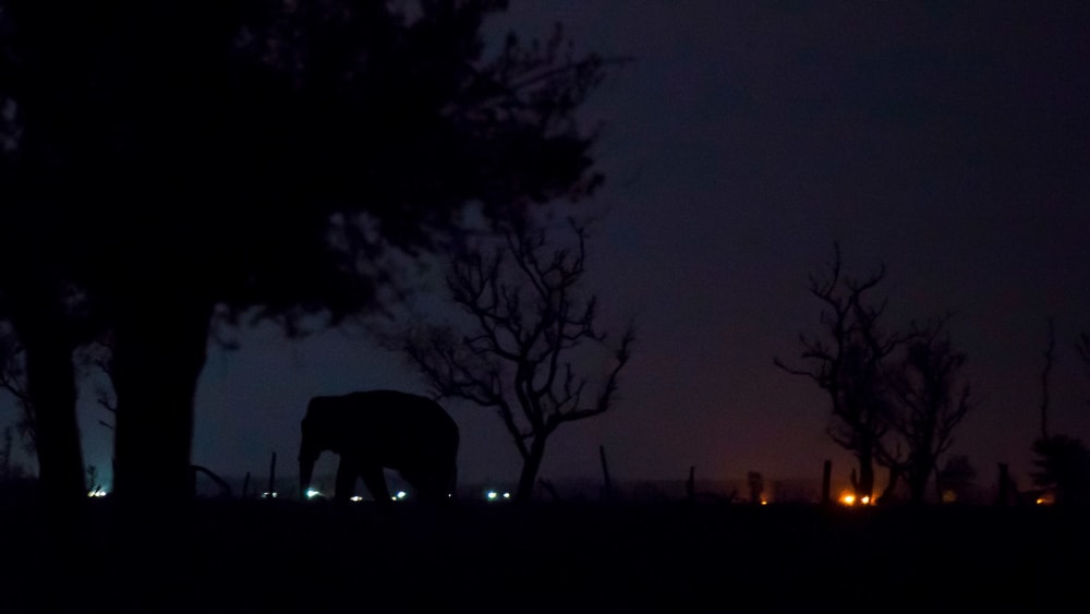 Where the Mind is Without Fear: Stories of Coexistence in Shared Landscapes