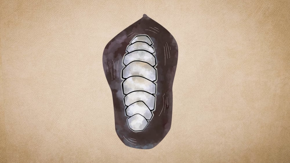 Chitons: Facts, Diet, Species