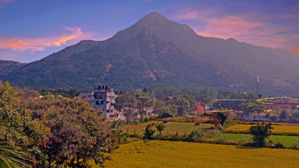 Reforesting Arunachala Hill in Tiruvannamalai