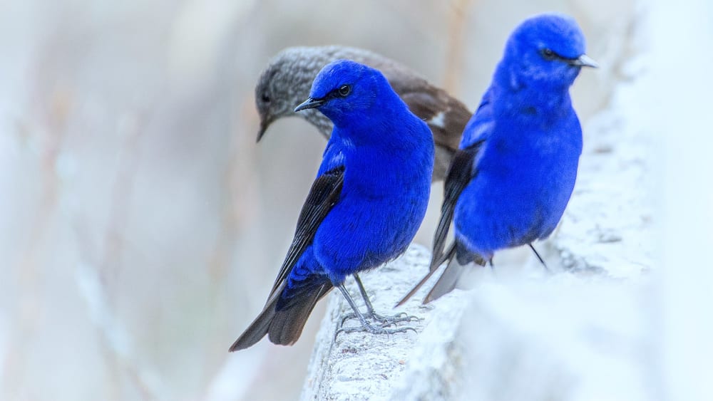 The Grandala Blues