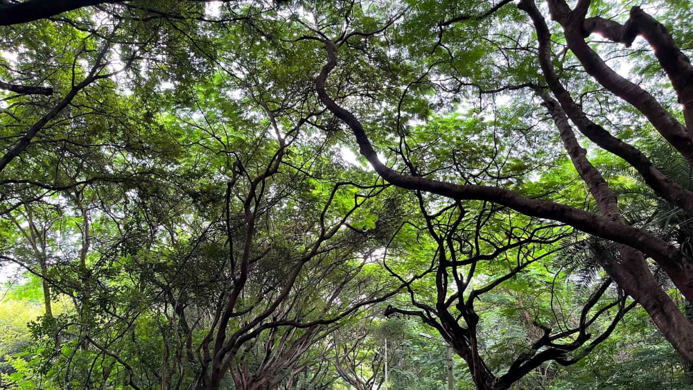 Bangalore University Campus: The Unsung Carbon Sink