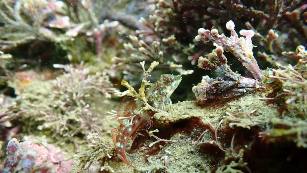 Exploring the Coral Reefs of Goa’s Grande Island