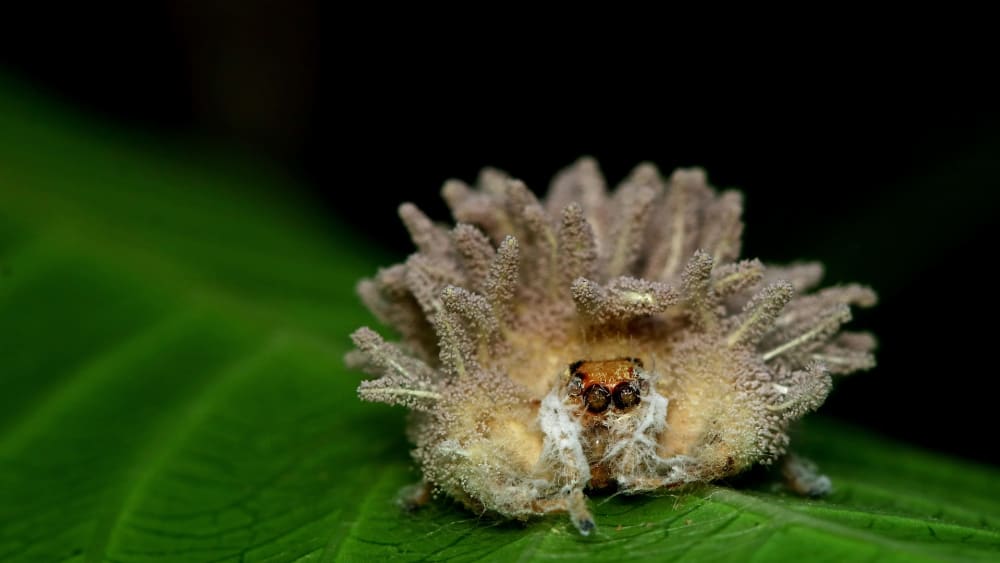 Miniscule Marvels and their Microhabitats