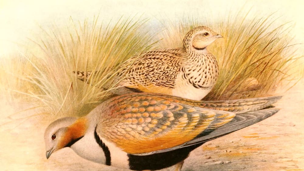 The Forgotten Tale of Black-Bellied Sandgrouse