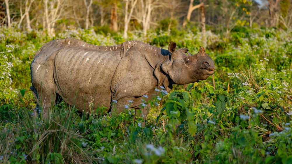 Land of the Giants: Rhinos of Jaldapara