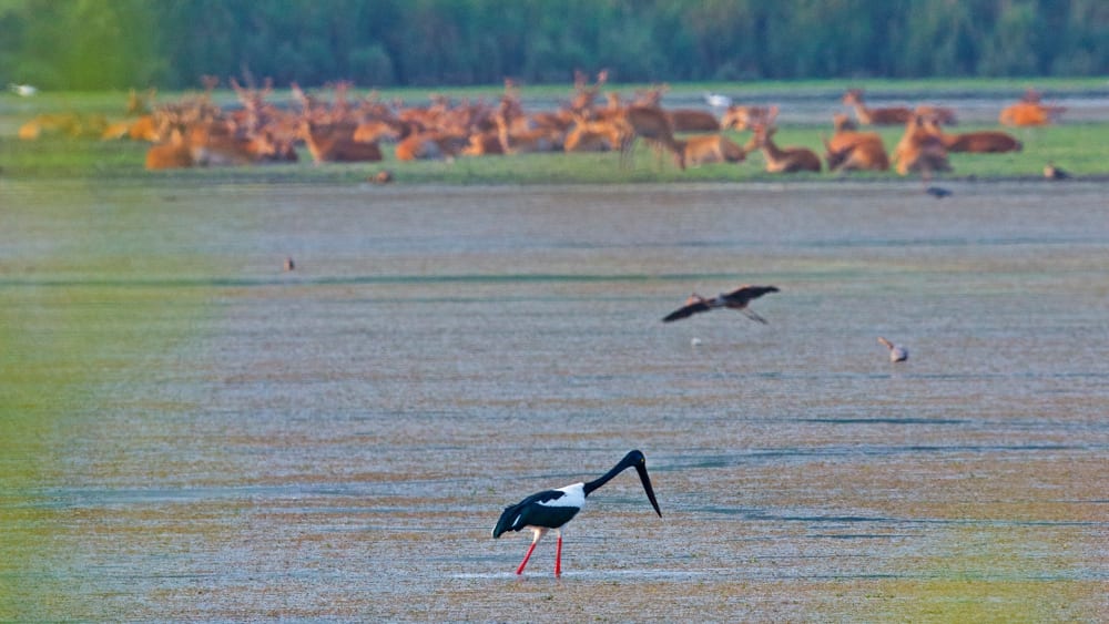 Black Necked Stork: King of the Marshes