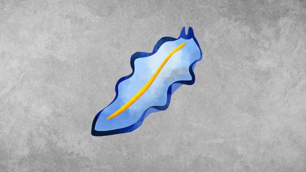 Marine Flatworms: Facts, Social Habits, Diet