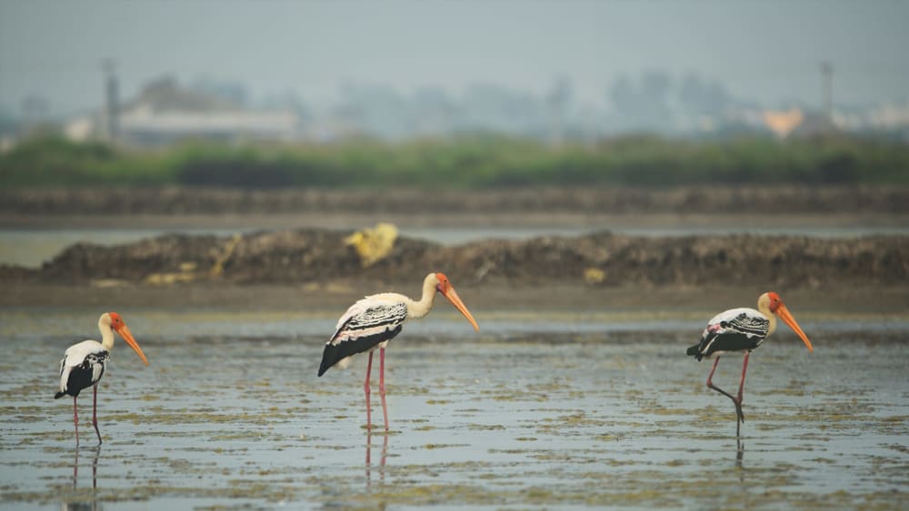 Birding Around the Salt Pans of Tuticorin