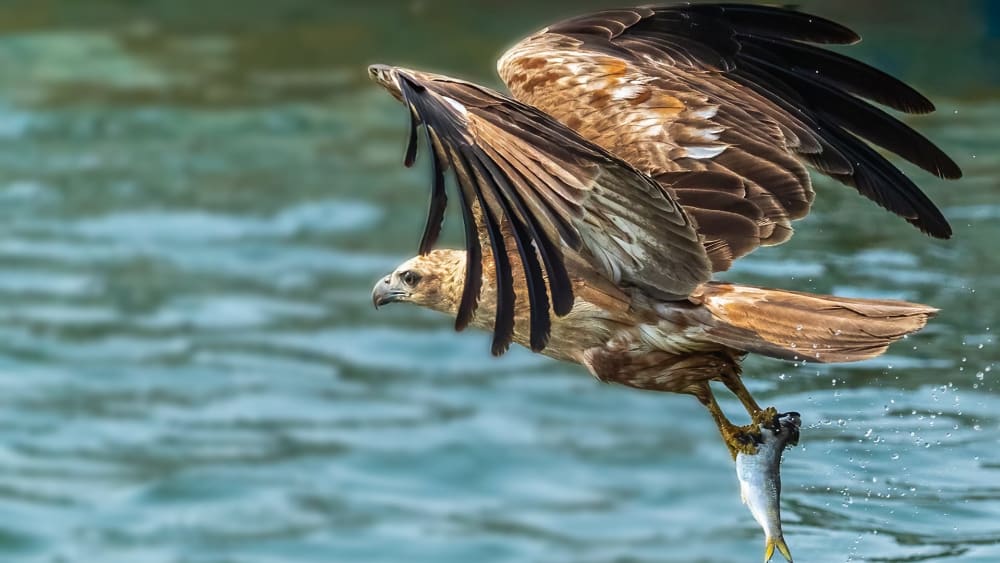 The First Flight: the Pallas' Fish Eagle