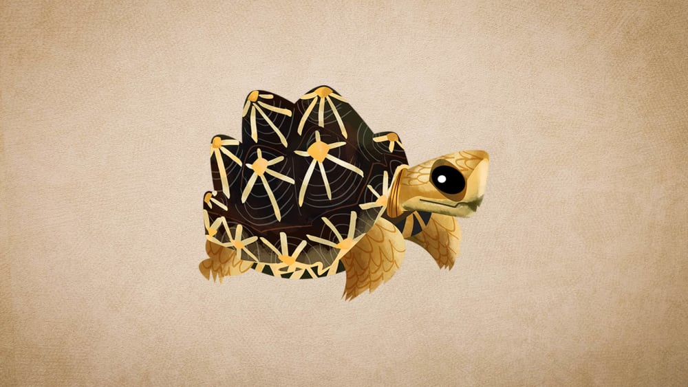 Indian Star Tortoise: Facts, Diet, Threats