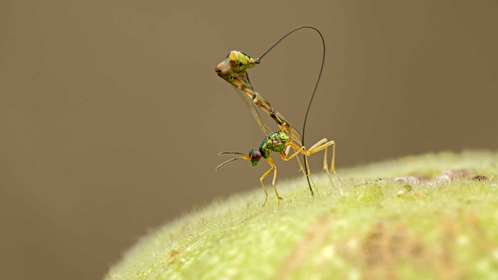 Figs and Fig Wasps: Microcosmic Partners in Love or Frenemies?