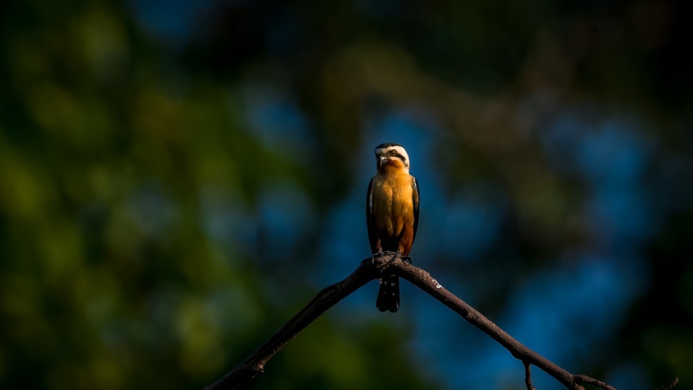 Collared Falconet: Diminutive Predator of the Aerial World