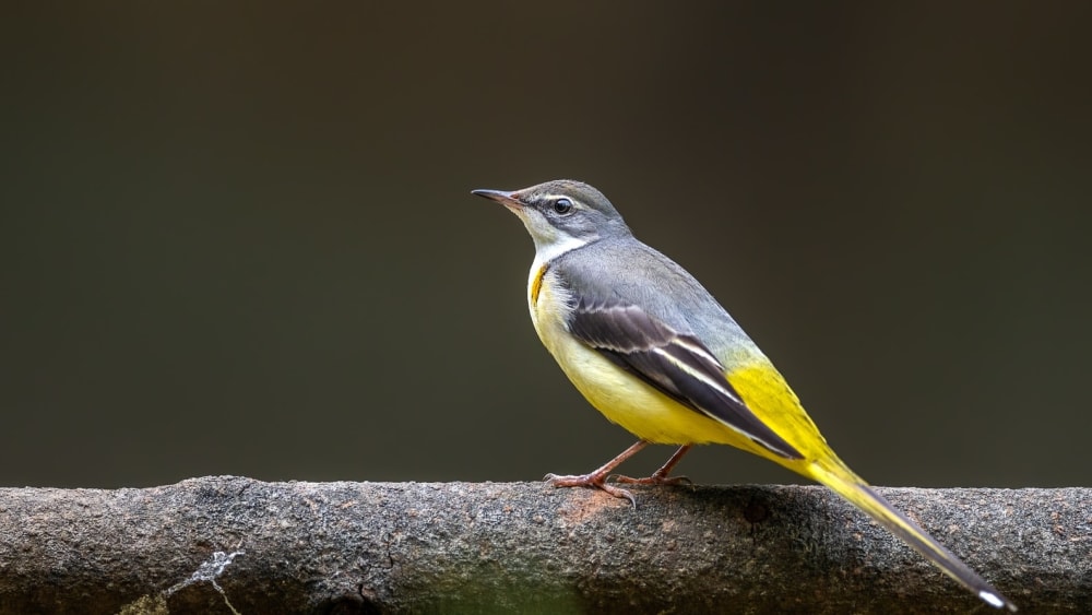 Happy Campers: Life Lessons from the Wagtails of India
