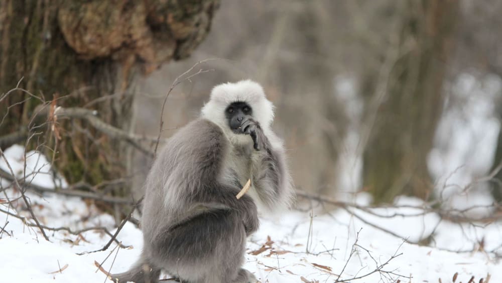 The Kashmir Langur's Identity Crisis
