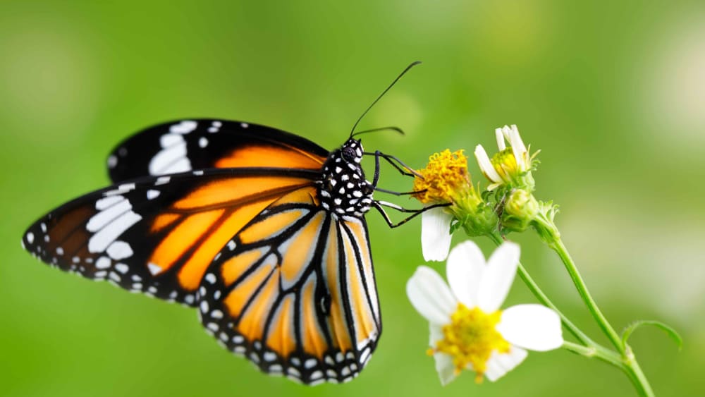Rs. 816 Billion Per Year: The Cost of Protecting India's Biodiversity